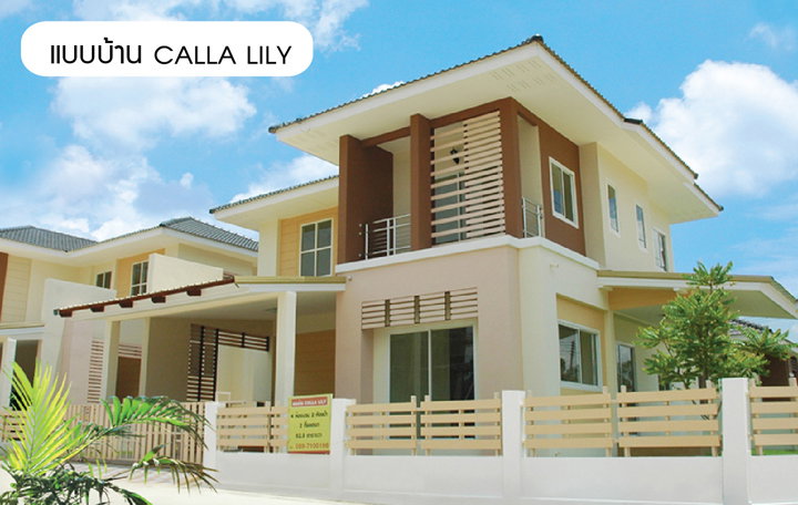 รูปภาพCalla Lily