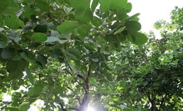 Project Kanasiri Rama 2-Wongwaen Picture - 5/13