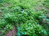 listing thumbnail image 25