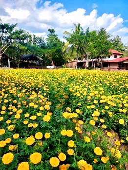 ขายกิจการ : ที่ดิน พร้อม รีสอร์ต แม่ริม เชียงใหม่ บรรยากาศธรรมชาติ ติดภูเขา พื้นที่ 8-1-18.40 ไร่, เชียงใหม่