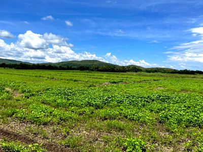 Land for sale Phetchabun : Land for sale, title deed, near Highway No. 21, only 1 km., Bueng Sam Phan District, Phetchabun., mountain views, very good air.