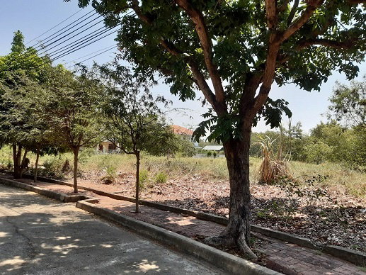 รูป ที่ดินเปล่าซอยชัยพฤกษ์ 42 หมู่บ้านชัยพฤกษ์ บางบัวทอง - รูปที่ 2/4