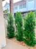 listing thumbnail image 3