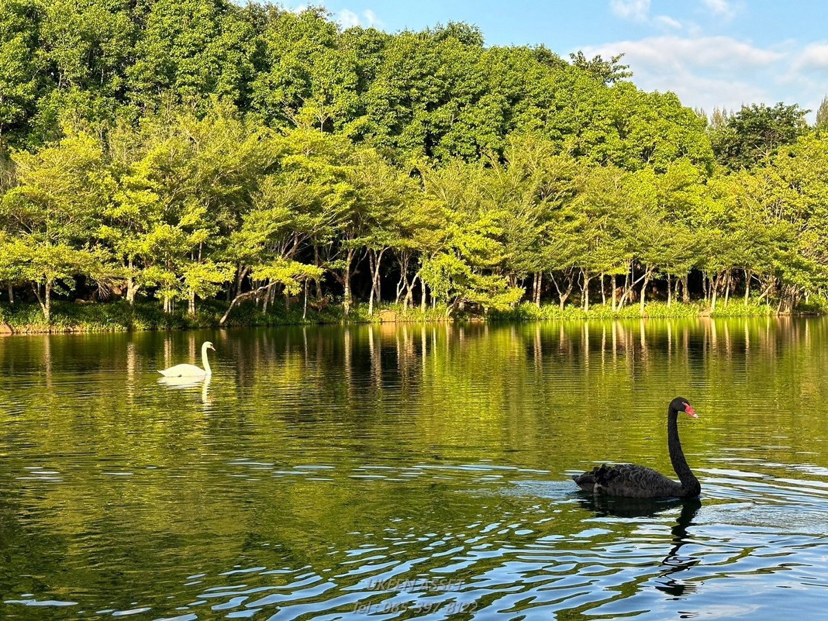 รูป ขายคอนโด Swan Lake Khaoyai : สวอน เลค เขาใหญ่ ปากช่อง นครราชสีมา_ 1 ห้องนอน 1 ห้องน้ำ 65 ตร.ม. - รูปที่ 55/78