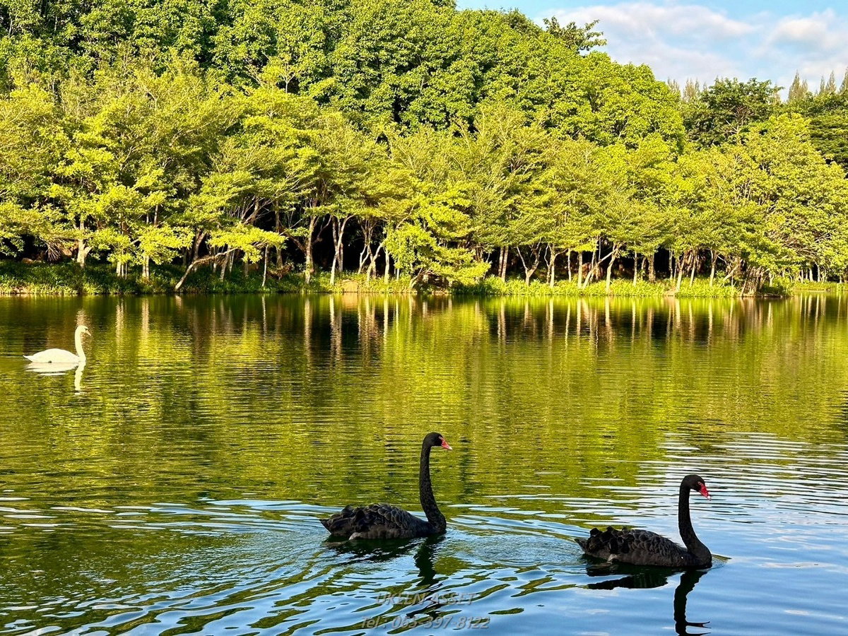 รูป ขายคอนโด Swan Lake Khaoyai : สวอน เลค เขาใหญ่ ปากช่อง นครราชสีมา_ 1 ห้องนอน 1 ห้องน้ำ 65 ตร.ม. - รูปที่ 61/78