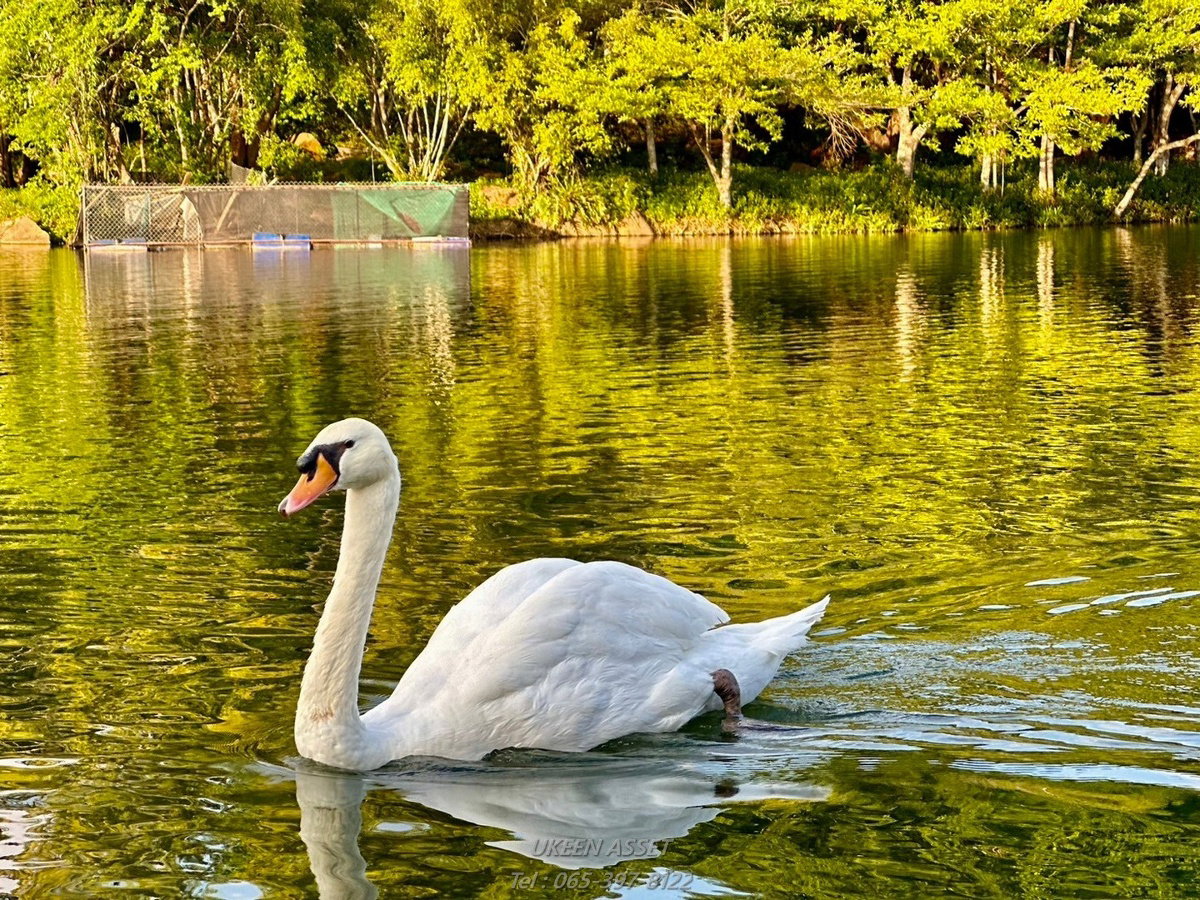 รูป ขายคอนโด Swan Lake Khaoyai : สวอน เลค เขาใหญ่ ปากช่อง นครราชสีมา_ 1 ห้องนอน 1 ห้องน้ำ 65 ตร.ม. - รูปที่ 54/78