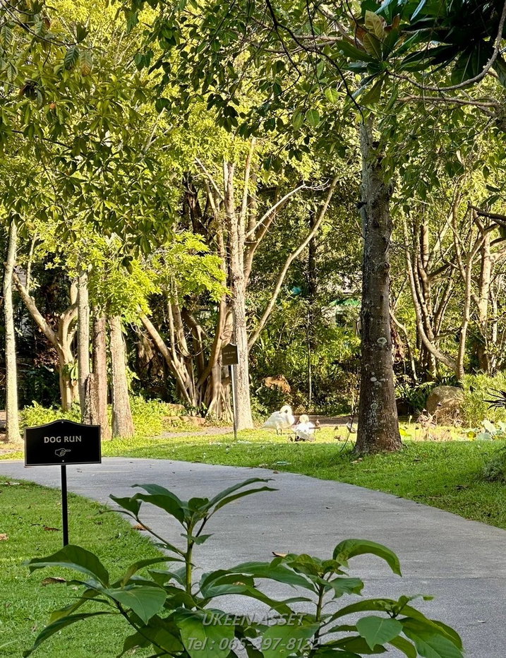 รูป ขายคอนโด Swan Lake Khaoyai : สวอน เลค เขาใหญ่ ปากช่อง นครราชสีมา_ 1 ห้องนอน 1 ห้องน้ำ 65 ตร.ม. - รูปที่ 59/78