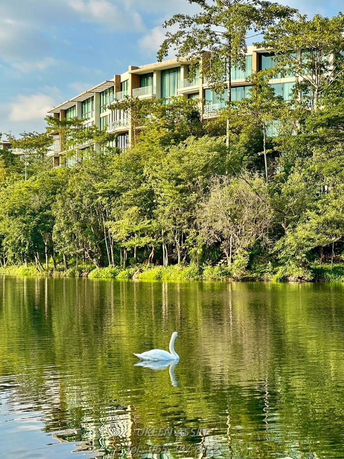 รูป ขายคอนโด Swan Lake Khaoyai : สวอน เลค เขาใหญ่ ปากช่อง นครราชสีมา_ 1 ห้องนอน 1 ห้องน้ำ 65 ตร.ม. - รูปที่ 50/78
