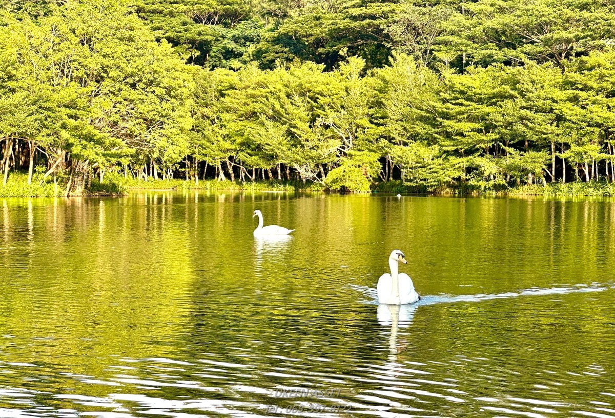 รูป ขายคอนโด Swan Lake Khaoyai : สวอน เลค เขาใหญ่ ปากช่อง นครราชสีมา_ 1 ห้องนอน 1 ห้องน้ำ 65 ตร.ม. - รูปที่ 60/78
