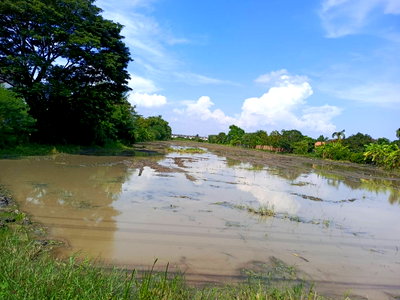 ที่ดิน วิทยาลัยการอาชีพกาญจนาภิเษกหนองจอก :   ขายด่วน ที่ดิน แปลงสวย 10-0-81ไร่ห่างจากถนนใหญ่ 500 เมตร ติดถนนซอยอยู่วิทยา 13 หนองจอก กทม