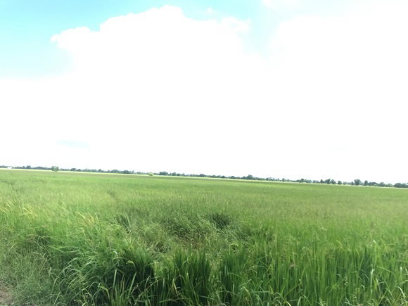 รูป ขายด่วน ที่ดินเปล่า แปลงใหญ่ 398-0-50 ไร่ อ.เมือง ต.ดอนยอ จ.นครนายก - รูปที่ 6/7