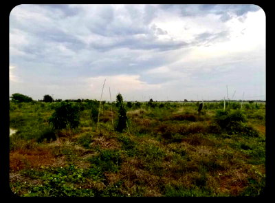 ที่ดิน สวนรุกขชาติกำแพงแสน : (UA003)ขายที่ดิน ติดคลองชลประทาน อ.กำแพงแสน จ.นครปฐม (แปลงที่ดินติดกับไร่นาบุญ)
