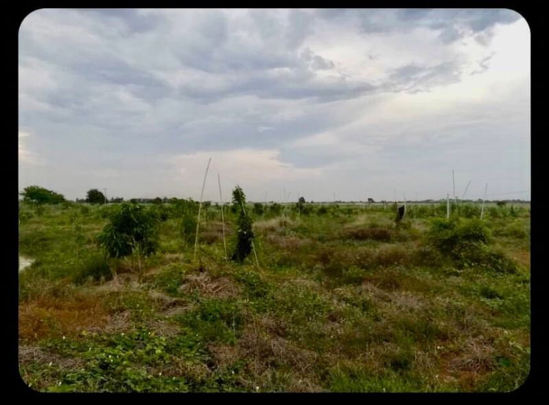 รูป (UA003)ขายที่ดิน ติดคลองชลประทาน อ.กำแพงแสน จ.นครปฐม (แปลงที่ดินติดกับไร่นาบุญ) - รูปที่ 1/4