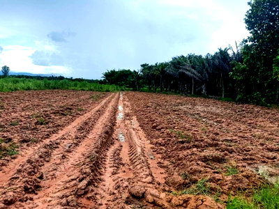 Land for sale : For Sale: 2 Plots of Vacant Land Land Size: 62 Rai 1 Ngan 50 Square Wah Located in Bang Phai Subdistrict, Chom Bueng District, Ratchaburi Province