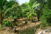 listing thumbnail image 11
