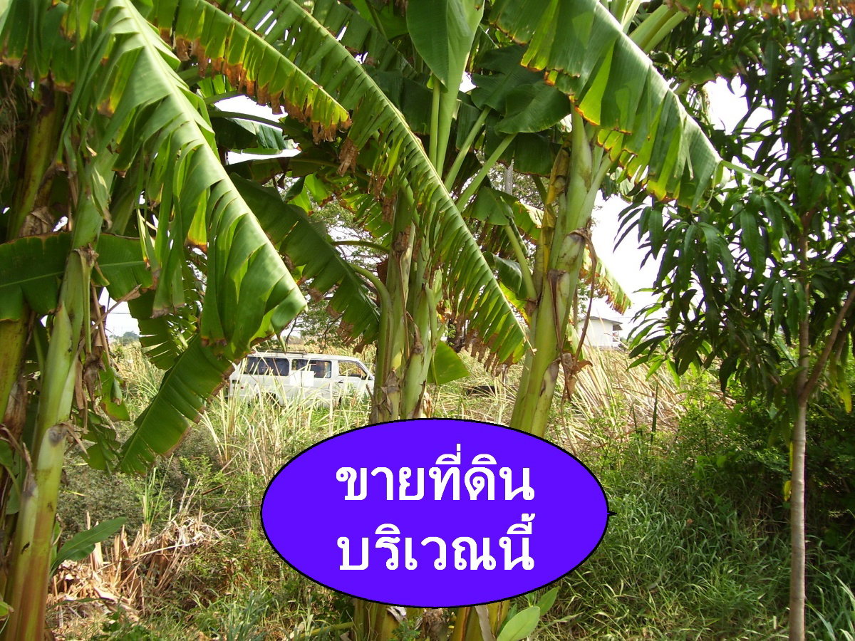 รูป ขายที่ดินเปล่า 91 ตารางวา บริเวณถนนคุ้มเกล้า(เส้นทางลัดออกมอเตอร์เวย์)  ซอย 58 ลาดกระบัง ลำปลาทิว กทม. - รูปที่ 10/10