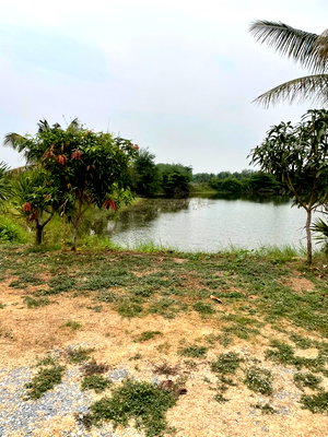 Land for sale : For Sale: Land 15-3-84 Rai Location: T. Teetap Lek, Mueang District, Suphanburi Province Includes:  1 Garden House 1 Storage Warehouse