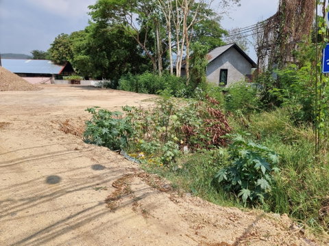 ให้เช่า ที่ดิน หนองควาย หางดง 2 ไร่ 18 ตร.ว. ใกล้ แยกพืชสวนโลก (ID:261LR) 