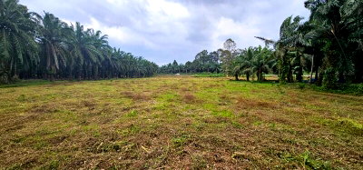 Land for sale : Land with Palm Plantation for Sale – Tha Chana District, Surat Thani Province 6 rai.