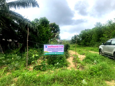 Land for sale : Urgent Sale – Below Cost! Filled land for sale, 7 rai 2 ngan, located on Bang Muang main road, Takua Pa, Phang Nga.
