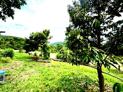 Land for sale Phetchabun : Land for sale, durian orchard, rambutan, 1 rai 1 ngan, Lom Sak, Phetchabun, near Phetchabun airport.