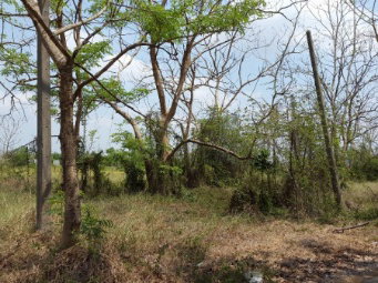 รูป ขาย ที่ดิน 66 ตร.วา คลอง 8 อ.ธัญบุรี ปทุมธานี แปลงจัดสรร (รังสิตการ์เด้น) ห่างจาก ถ. รังสิต-นครนายก เพียง 750 ม. - รูปที่ 2/5