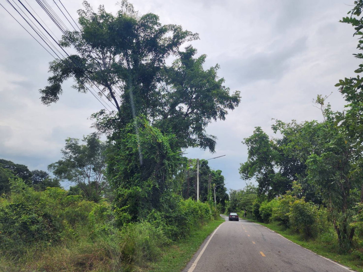 รูป ที่ดินเปล่าถมแล้ว แปลงสวย ราคาถูก ต.หนองยาว อ.เมือง สระบุรี เนื้อที่รวม 8ไร่ 82 ตรว. - รูปที่ 4/5