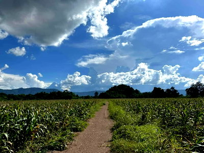 ขายที่ดิน : ขายที่เขาใหญ่ หมูสี ปากช่อง 25ไร่ ที่ติดเขา วิวเขาล้อมรอบ เห็นวิวเขาใหญ่สวย เข้าได้หลายทางทั้งท่าช้าง สระน้ำใส เส้น3052 0879074045