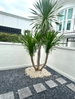 listing thumbnail image 17