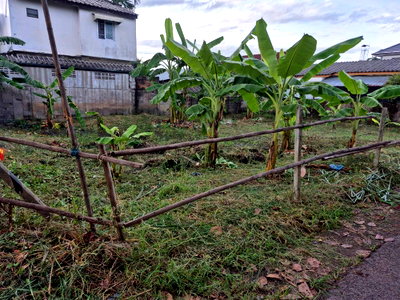 Land for sale Chiang Mai : Call : 096-995-9516 Land for sale 70 sq.wa, Soi Mahachok 13, Thanon Chotana 22, Pa Tan, Mueang Chiang Mai