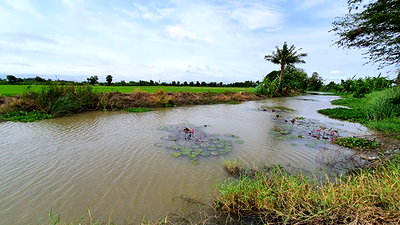ที่ดิน สวนรุกขชาติกำแพงแสน : ฮวงจุ้ยดีเยี่ยมริมน้ำคลองธรรมชาติ วิวท้องทุ่ง แปลงเล็ก ราคาถูก ใกล้ ม.เกษตรกำแพงแสน