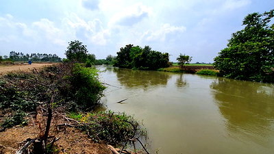 ที่ดิน สวนรุกขชาติกำแพงแสน : ที่ดินริมน้ำ ติดคลองท่าสารสายหลัก ได้ที่ฟรีอีกจำนวนหนึ่ง ที่สูงน้ำไม่ท่วม 8ไร่