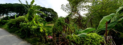 Land for sale Prawet : Vacant land for sale in Soi Pattanakarn 92