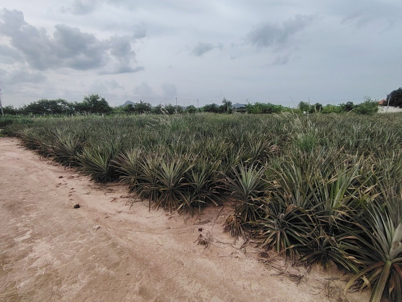 รูป ขายที่ดิน 4 ไร่ ที่ดินจัดสรรเพื่อพัฒนาที่อยู่อาศัย ในย่านที่กำลังพัฒนาอย่างรวดเร็ว! - รูปที่ 12/14