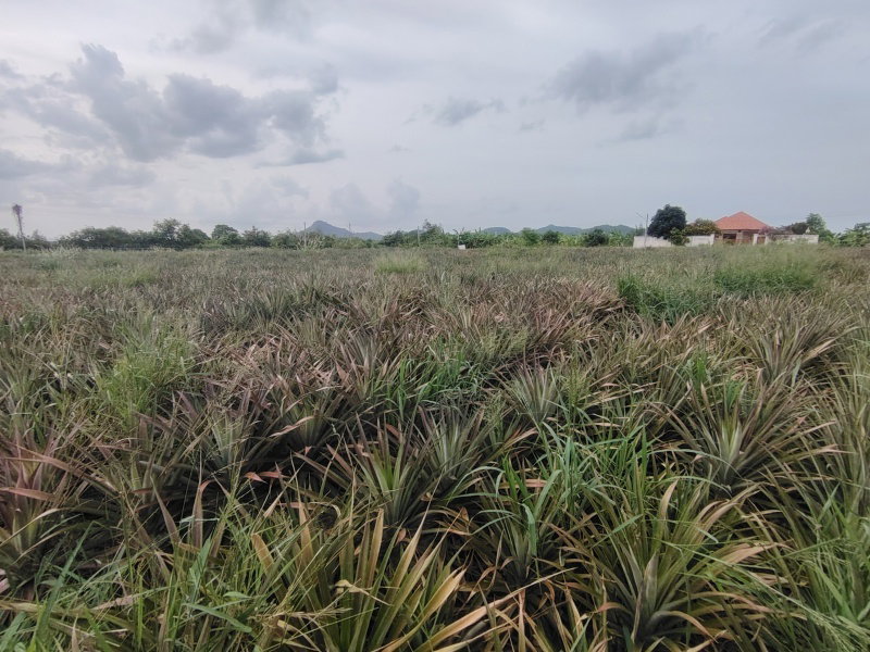 รูป ขายที่ดิน 4 ไร่ ที่ดินจัดสรรเพื่อพัฒนาที่อยู่อาศัย ในย่านที่กำลังพัฒนาอย่างรวดเร็ว! - รูปที่ 3/14