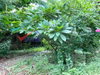 listing thumbnail image 16