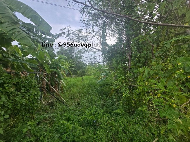 รูป sss502 ขายที่ดิน คลอง 3 คลองหลวง ใกล้ตลาดไท - รูปที่ 2/7