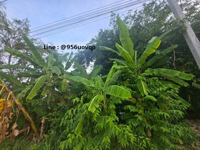 รูป sss502 ขายที่ดิน คลอง 3 คลองหลวง ใกล้ตลาดไท - รูปที่ 1/7