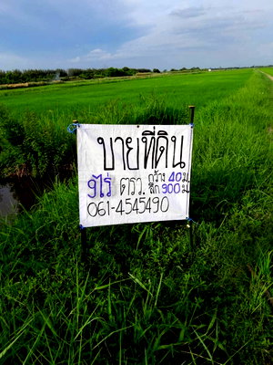 ที่ดิน นครนายก : ขายที่ดิน องครักษ์ เพียง 1.2 ล้าน  แบ่งขายได้ด้วย