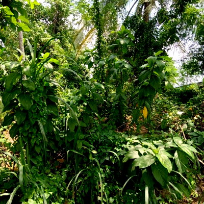 Land for sale ปลวกแดง : Beautiful land plot for sale, good location, Map Yang Phon, Pluak Daeng, Rayong