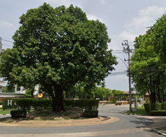รูป Habitia Panyaintra 1 - รูปที่ 3/3