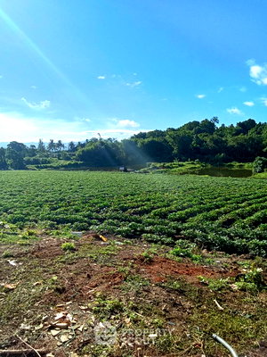 Land for sale Chiang Mai : Land For Sale 120 Sqm Mae Sun Fang Chiang Mai (ID 2249152)