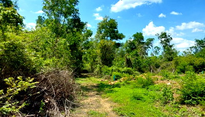 Land for sale Khlong Hoi Khong Songkhla : LAND 293.5 Sq.w. Khlong Hoi Khong Songkhla for 2.4M