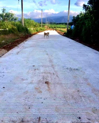 ขายที่ดิน : ขายที่เขาใหญ่ 3 ไร่ โป่งตาลอง สระน้ำใส หมูสี ที่สวย วิวเขารอบด้าน มีเพื่อนบ้านแปลงใหญ่หลายแปลง ไม่เปี่ยว เหมาะทำบ้านพักตากอากาศ  087-9074045