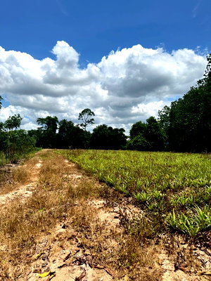 Land for sale Nikhom Pattana Rayong : Land for Sale: 14 Rai in Rayong, located on Nikom Phatthana Road, Soi 13/5, Map Kha Subdistrict, Nikom Phatthana District