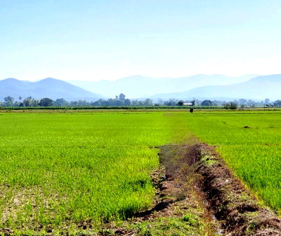 Land for sale Chiang Mai : 🌿 Land for Sale with Mountain View in Mae Taeng, Chiang Mai Only 2.5 km. from the famous Wat Ban Den ⛩️
