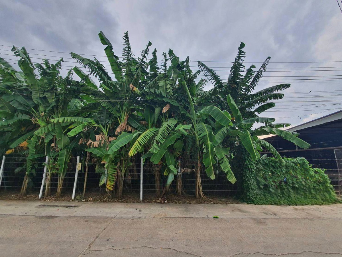 รูป ขายที่ดินเปล่า หมู่บ้านเศรษฐกิจ ใกล้เดอะมอลล์บางแค ( เพชรเกษม ) 200 ตรว - รูปที่ 1/5