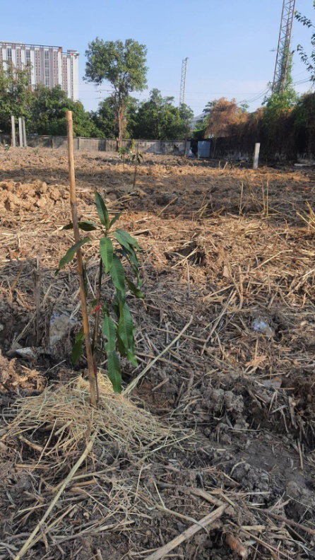 รูป ปล่อยเช่า! 💥 ที่ดิน 3 ไร่ แถวสรรพาวุธ ใกล้สำนักงานและโรงเรียน 🌳 - รูปที่ 9/38