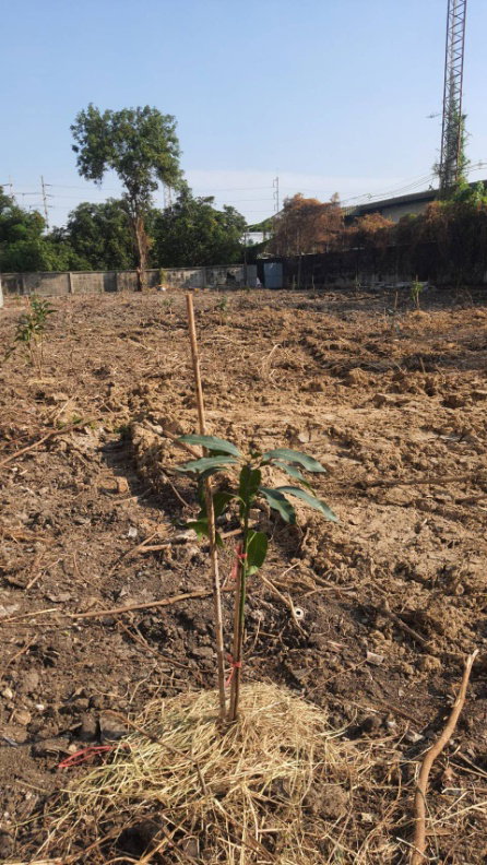 รูป ปล่อยเช่า! 💥 ที่ดิน 3 ไร่ แถวสรรพาวุธ ใกล้สำนักงานและโรงเรียน 🌳 - รูปที่ 7/38