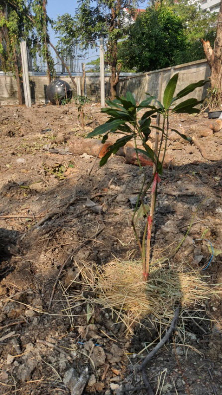 รูป ปล่อยเช่า! 💥 ที่ดิน 3 ไร่ แถวสรรพาวุธ ใกล้สำนักงานและโรงเรียน 🌳 - รูปที่ 24/38